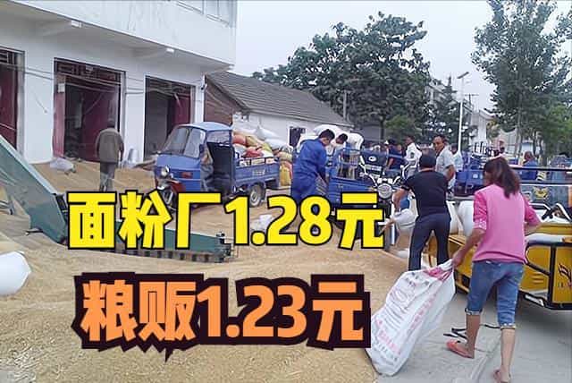 同样的小麦,面粉厂1.28元/斤,粮贩1.23元/斤,为何?卖给谁好? 第1张 同样的小麦,面粉厂1.28元/斤,粮贩1.23元/斤,为何?卖给谁好? 第1张