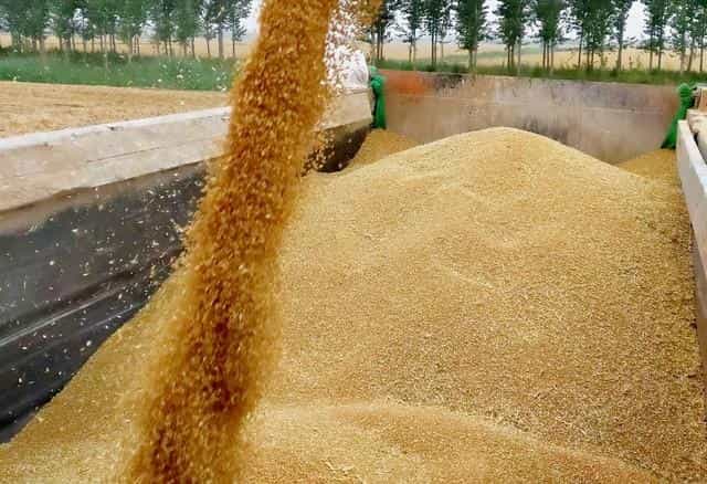 同样的小麦，面粉厂1.28元/斤，粮贩1.23元/斤，为何？卖给谁好？  第3张