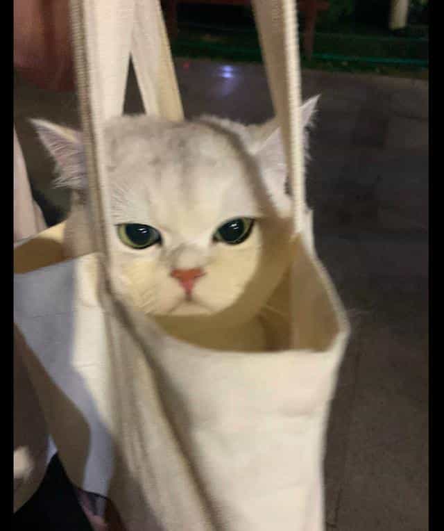 把猫咪装进帆布袋? 第1张 把猫咪装进帆布袋? 第1张