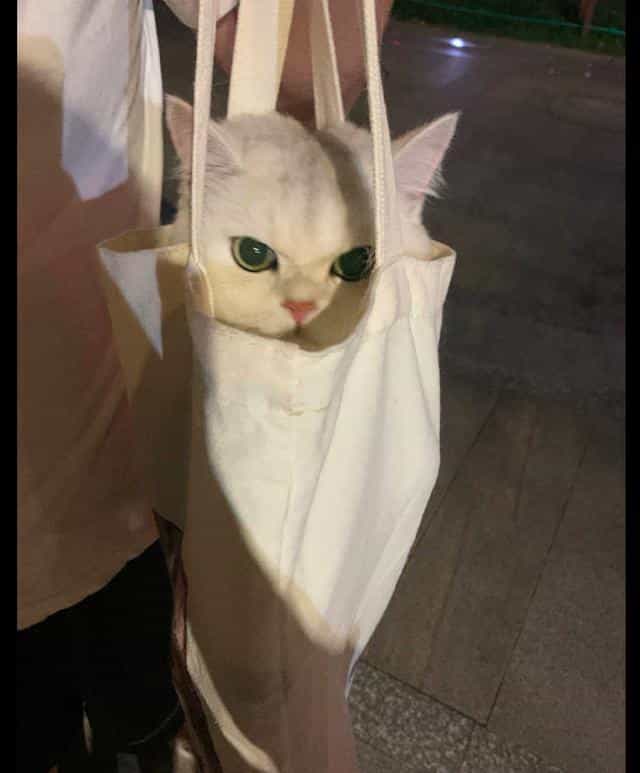 把猫咪装进帆布袋? 第2张 把猫咪装进帆布袋? 第2张