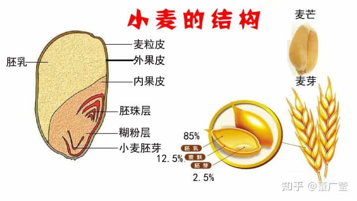 一文读懂小麦的种类,面粉的特性以及分类,制作某种西点用哪种面粉 第6张 一文读懂小麦的种类,面粉的特性以及分类,制作某种西点用哪种面粉 第6张