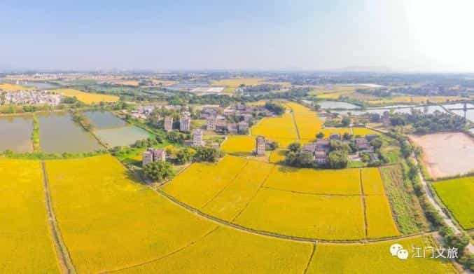 近百人饭碗、全省面粉供应……面对问题厂,江门中院助力粮袋子“活... 第2张 近百人饭碗、全省面粉供应……面对问题厂,江门中院助力粮袋子“活... 第2张