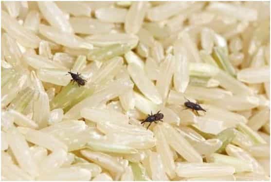 米袋里凭空出现的甲虫,你吃的每碗饭都可能含有它们的虫卵 第2张 米袋里凭空出现的甲虫,你吃的每碗饭都可能含有它们的虫卵 第2张