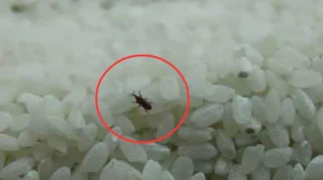 大米袋拆不开,记住一句“口诀”,用不了3秒,再教你3招不生虫 第10张 大米袋拆不开,记住一句“口诀”,用不了3秒,再教你3招不生虫 第10张