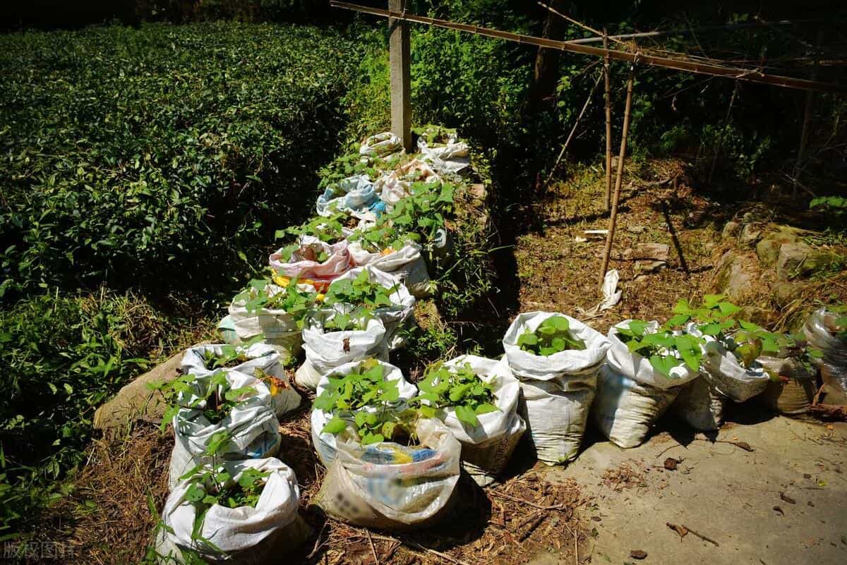 在家用编织袋种红薯,简单省事又省地,5个月就可收满袋薯块13图 第3张 在家用编织袋种红薯,简单省事又省地,5个月就可收满袋薯块13图 第3张