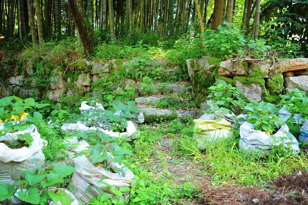 在家用编织袋种红薯,简单省事又省地,5个月就可收满袋薯块13图 第4张 在家用编织袋种红薯,简单省事又省地,5个月就可收满袋薯块13图 第4张