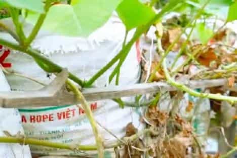 在家用编织袋种红薯,简单省事又省地,5个月就可收满袋薯块13图 第5张 在家用编织袋种红薯,简单省事又省地,5个月就可收满袋薯块13图 第5张