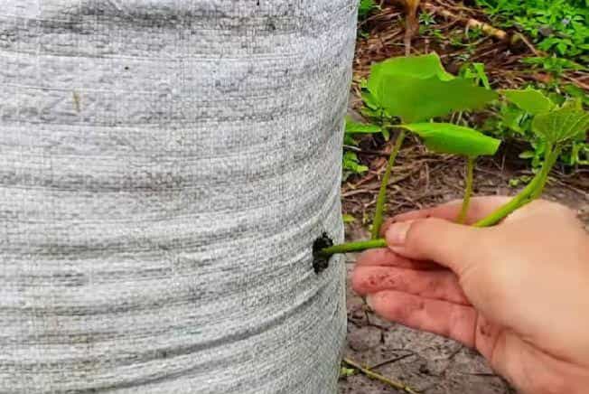 在家用编织袋种红薯,简单省事又省地,5个月就可收满袋薯块13图 第6张 在家用编织袋种红薯,简单省事又省地,5个月就可收满袋薯块13图 第6张