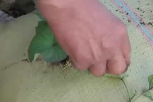 在家用编织袋种红薯,简单省事又省地,5个月就可收满袋薯块13图 第7张 在家用编织袋种红薯,简单省事又省地,5个月就可收满袋薯块13图 第7张