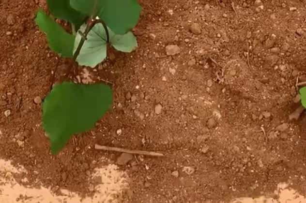 在家用编织袋种红薯,简单省事又省地,5个月就可收满袋薯块13图 第8张 在家用编织袋种红薯,简单省事又省地,5个月就可收满袋薯块13图 第8张