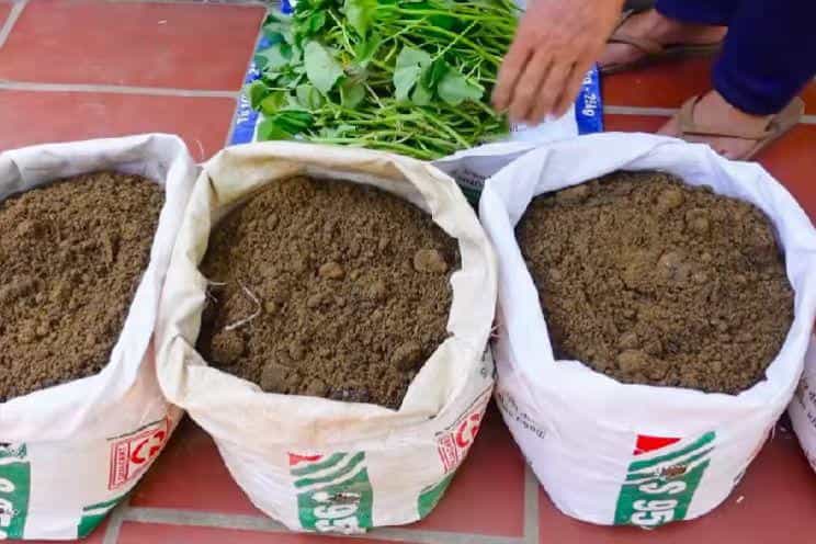 在家用编织袋种红薯,简单省事又省地,5个月就可收满袋薯块13图 第10张 在家用编织袋种红薯,简单省事又省地,5个月就可收满袋薯块13图 第10张