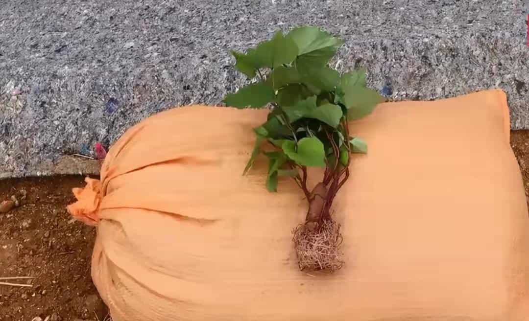 在家用编织袋种红薯,简单省事又省地,5个月就可收满袋薯块13图 第11张 在家用编织袋种红薯,简单省事又省地,5个月就可收满袋薯块13图 第11张