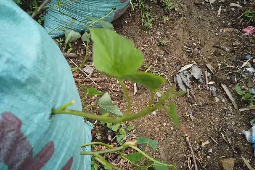 在家用编织袋种红薯,简单省事又省地,5个月就可收满袋薯块13图 第12张 在家用编织袋种红薯,简单省事又省地,5个月就可收满袋薯块13图 第12张