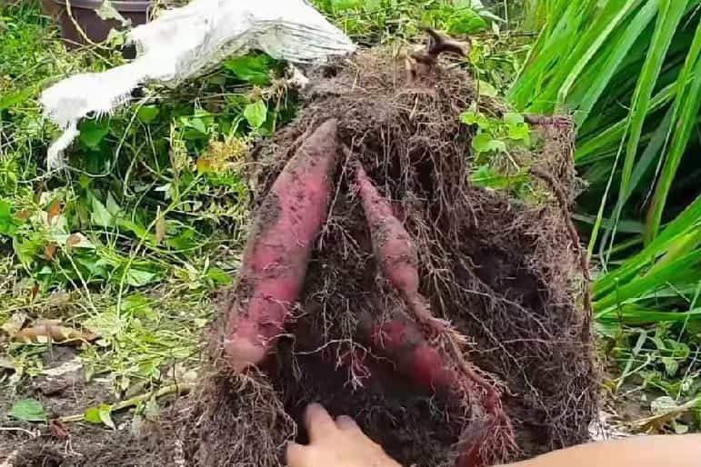 在家用编织袋种红薯,简单省事又省地,5个月就可收满袋薯块13图 第13张 在家用编织袋种红薯,简单省事又省地,5个月就可收满袋薯块13图 第13张