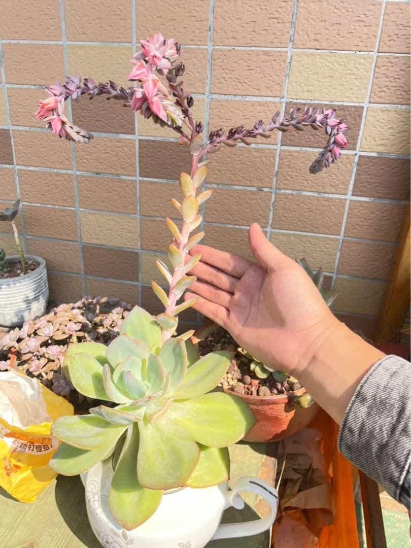 1个塑料袋,让植物安稳过冬,操作很简单11图 第1张 1个塑料袋,让植物安稳过冬,操作很简单11图 第1张