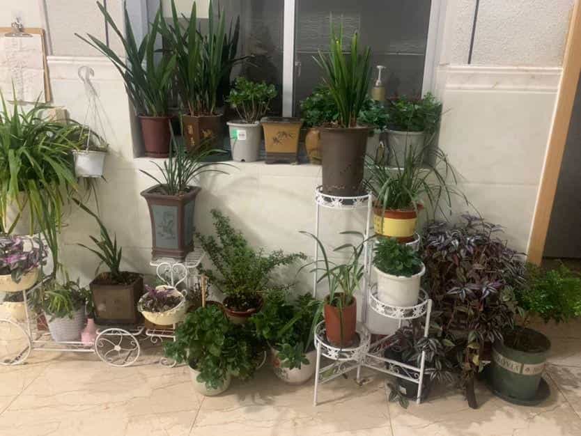 1个塑料袋,让植物安稳过冬,操作很简单11图 第2张 1个塑料袋,让植物安稳过冬,操作很简单11图 第2张