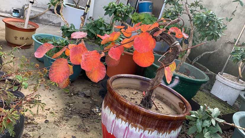 1个塑料袋,让植物安稳过冬,操作很简单11图 第3张 1个塑料袋,让植物安稳过冬,操作很简单11图 第3张