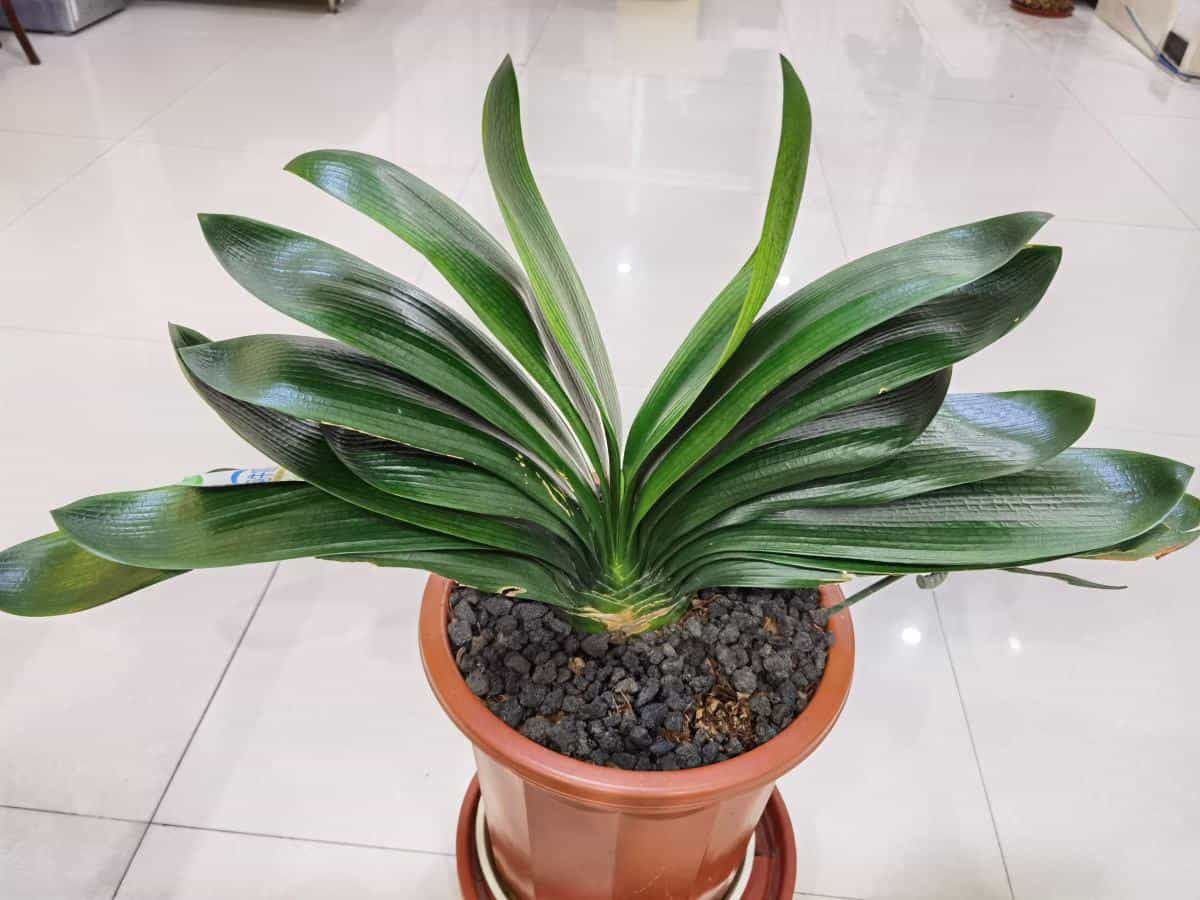 1个塑料袋,让植物安稳过冬,操作很简单11图 第4张 1个塑料袋,让植物安稳过冬,操作很简单11图 第4张