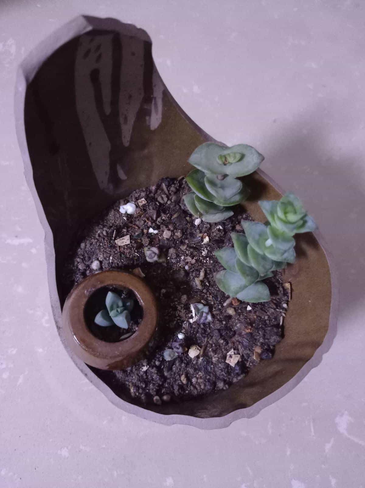 1个塑料袋,让植物安稳过冬,操作很简单11图 第5张 1个塑料袋,让植物安稳过冬,操作很简单11图 第5张