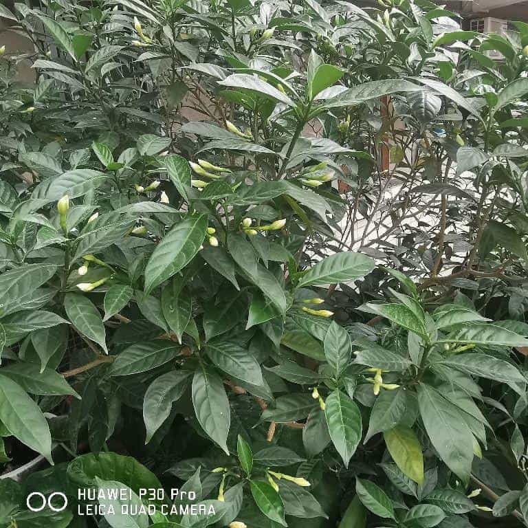 1个塑料袋,让植物安稳过冬,操作很简单11图 第7张 1个塑料袋,让植物安稳过冬,操作很简单11图 第7张