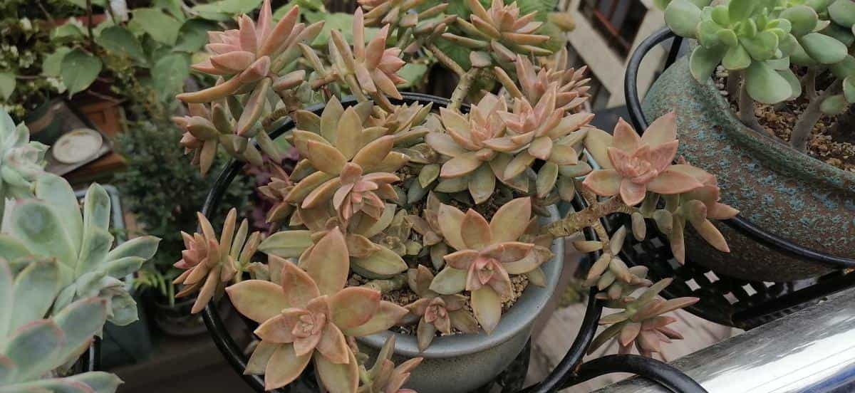 1个塑料袋,让植物安稳过冬,操作很简单11图 第8张 1个塑料袋,让植物安稳过冬,操作很简单11图 第8张