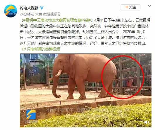 昆明一动物园大象被喂食塑料袋目前大象已将塑料袋排出 第1张 昆明一动物园大象被喂食塑料袋目前大象已将塑料袋排出 第1张