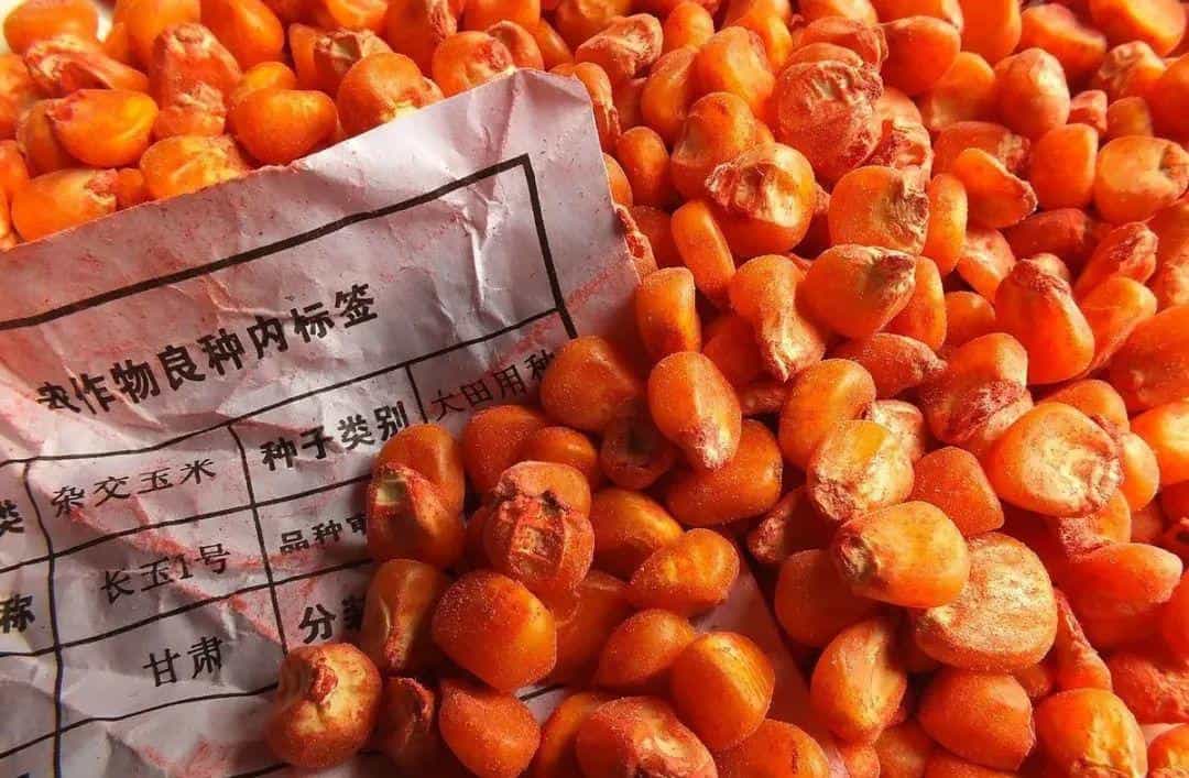 买玉米种子,别被这些“花样”给套路了!千万注意! 第9张 买玉米种子,别被这些“花样”给套路了!千万注意! 第9张