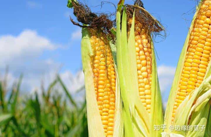 关于玉米种子的15个问题,快来了解一下吧!玉米种植需要精细化 第2张 关于玉米种子的15个问题,快来了解一下吧!玉米种植需要精细化 第2张
