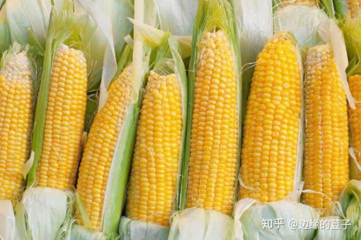 关于玉米种子的15个问题,快来了解一下吧!玉米种植需要精细化 第6张 关于玉米种子的15个问题,快来了解一下吧!玉米种植需要精细化 第6张