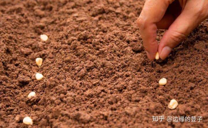 关于玉米种子的15个问题,快来了解一下吧!玉米种植需要精细化 第8张 关于玉米种子的15个问题,快来了解一下吧!玉米种植需要精细化 第8张