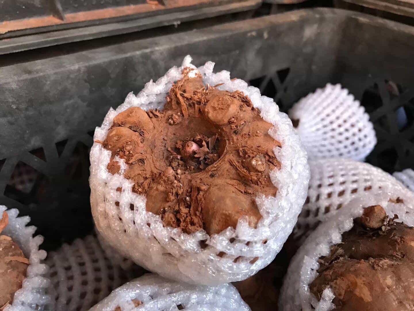 魔芋种子套网袋效果怎么样_有什么好处_ 第1张 魔芋种子套网袋效果怎么样_有什么好处_ 第1张