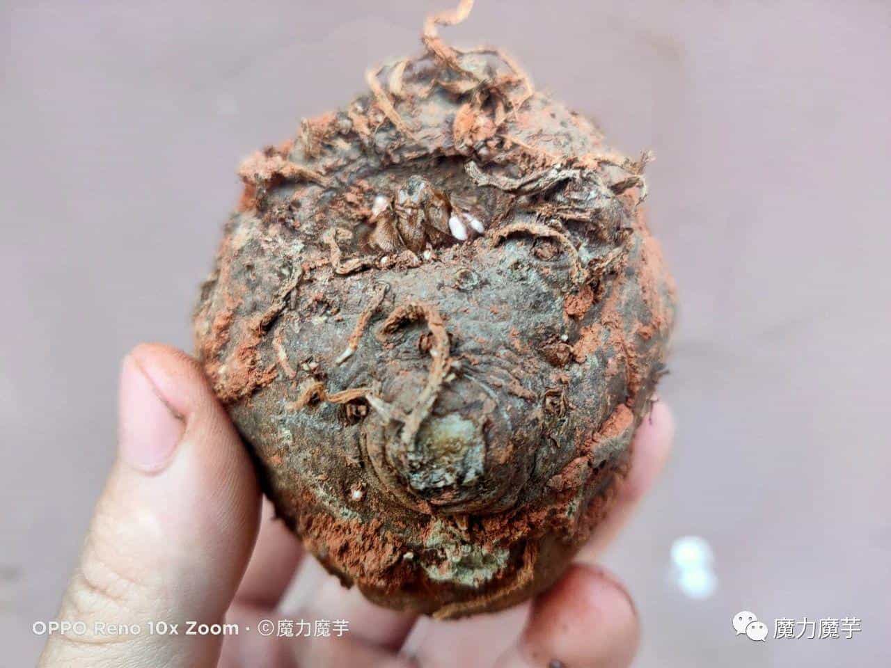 魔芋种子套网袋效果怎么样_有什么好处_ 第2张 魔芋种子套网袋效果怎么样_有什么好处_ 第2张