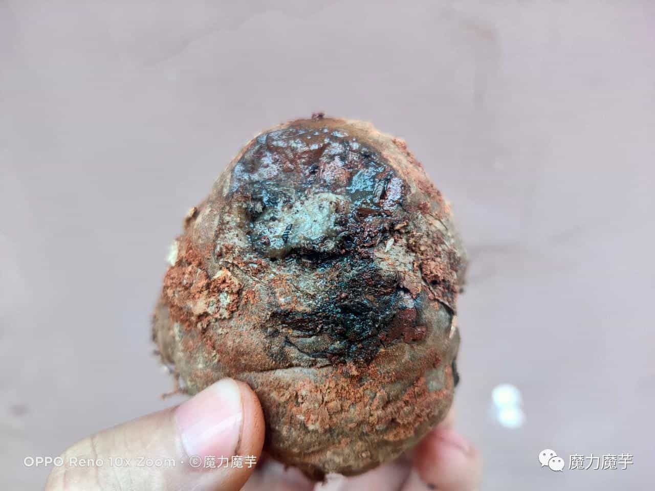 魔芋种子套网袋效果怎么样_有什么好处_ 第3张 魔芋种子套网袋效果怎么样_有什么好处_ 第3张
