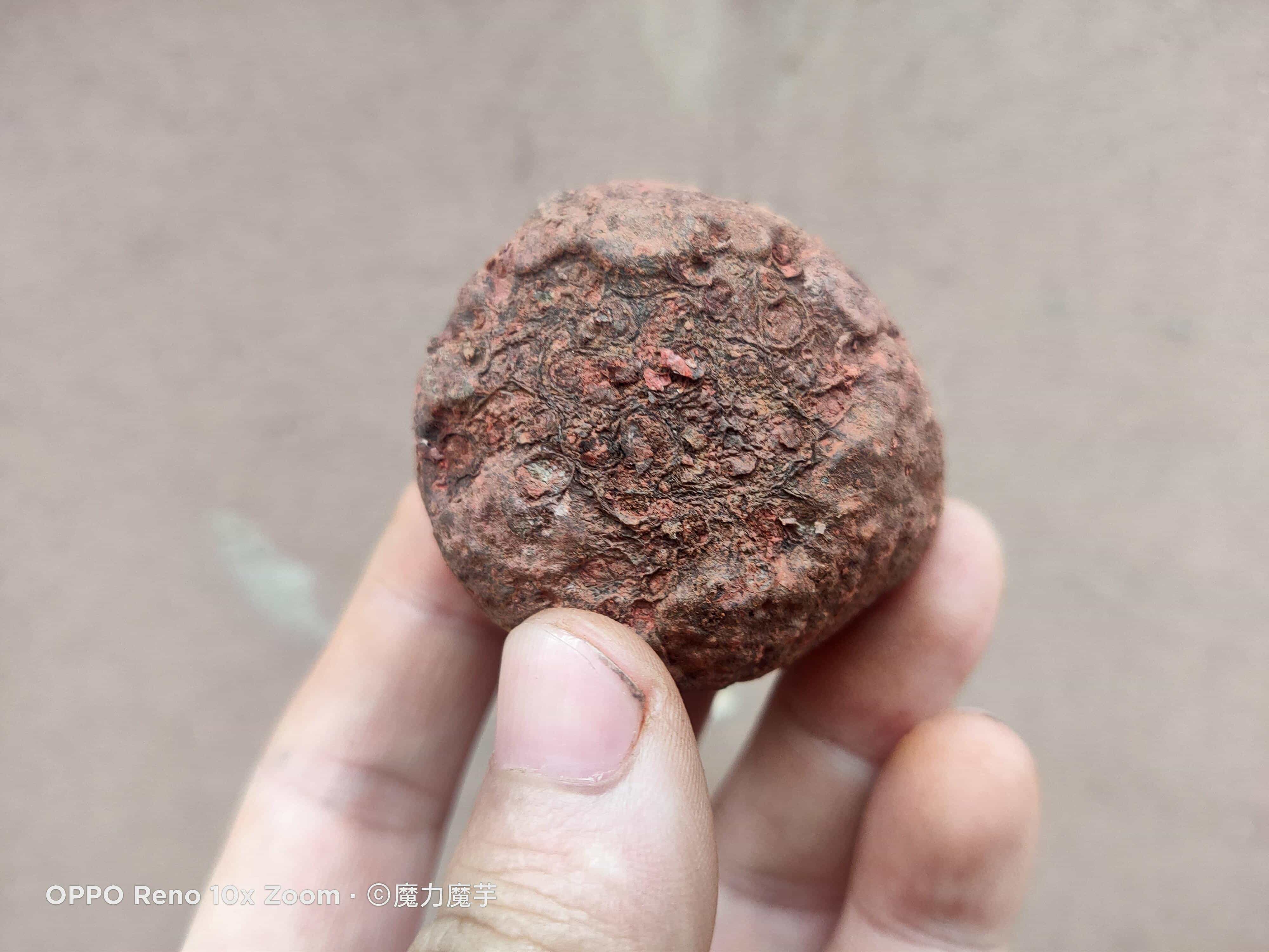 魔芋种子套网袋效果怎么样_有什么好处_ 第5张 魔芋种子套网袋效果怎么样_有什么好处_ 第5张