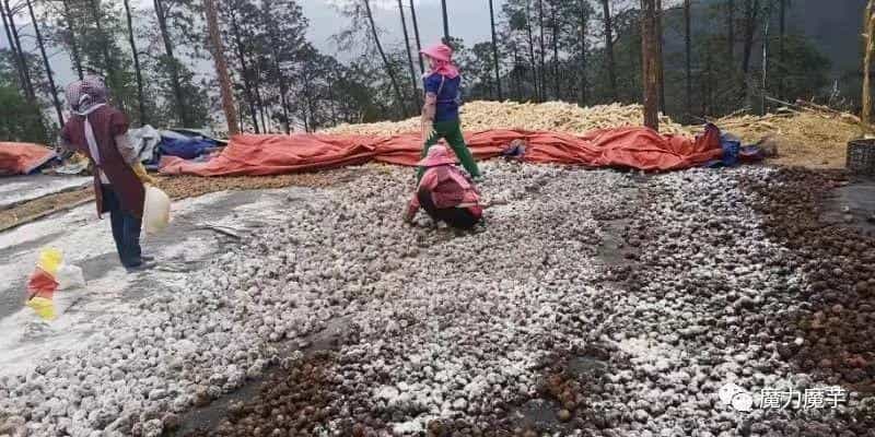 魔芋种子套网袋效果怎么样_有什么好处_ 第6张 魔芋种子套网袋效果怎么样_有什么好处_ 第6张