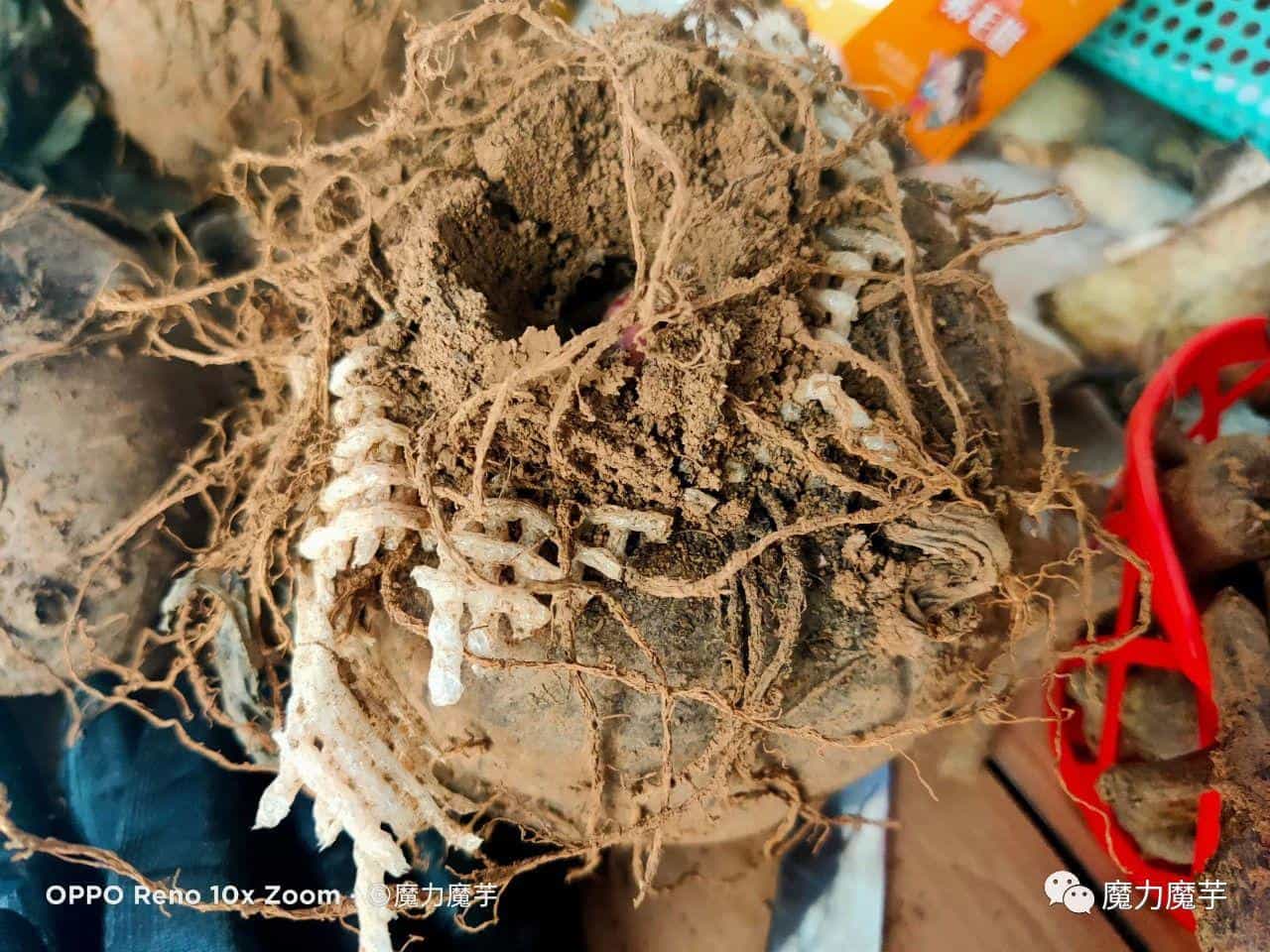 魔芋种子套网袋效果怎么样_有什么好处_ 第11张 魔芋种子套网袋效果怎么样_有什么好处_ 第11张