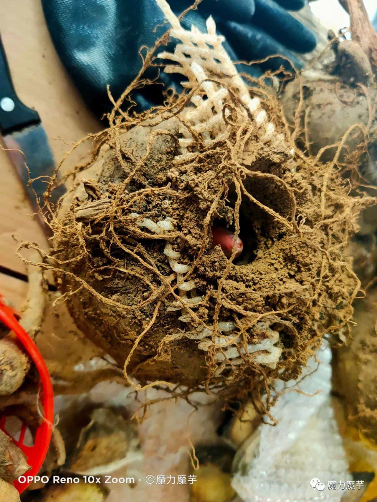 魔芋种子套网袋效果怎么样_有什么好处_ 第12张 魔芋种子套网袋效果怎么样_有什么好处_ 第12张