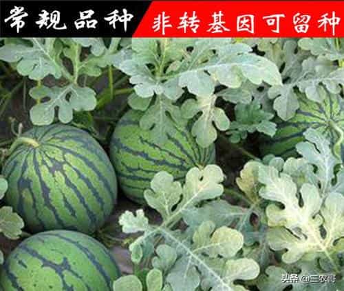 种子包装上的_不得留种_、_非转基因可留种_造成了多大的误会_ 第3张 种子包装上的_不得留种_、_非转基因可留种_造成了多大的误会_ 第3张