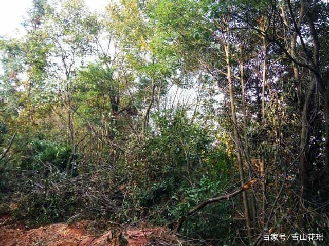 使用种子袋播种荒山造林,成活率95%以上,减少造林成本70% 第4张 使用种子袋播种荒山造林,成活率95%以上,减少造林成本70% 第4张