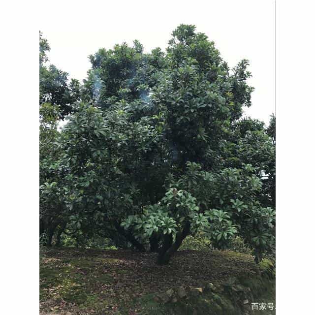 使用种子袋播种荒山造林,成活率95%以上,减少造林成本70% 第6张 使用种子袋播种荒山造林,成活率95%以上,减少造林成本70% 第6张
