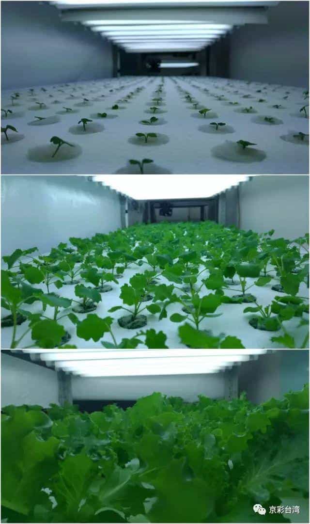 淀粉造塑料袋_宝岛青年科学家脑洞有多大! 第13张 淀粉造塑料袋_宝岛青年科学家脑洞有多大! 第13张