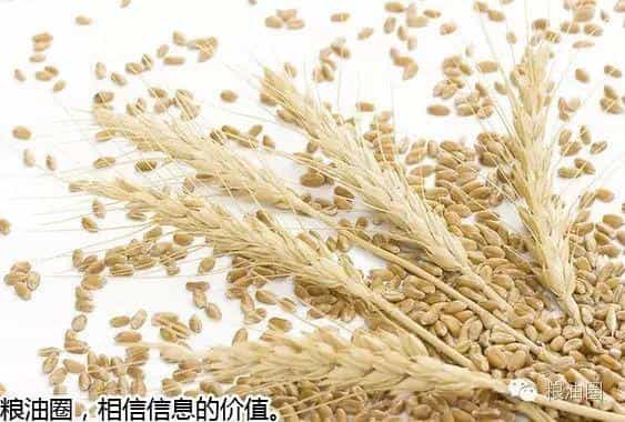 【头条】深度调查!产量大省河南面粉企业为何出现无麦加工的局面_  第2张