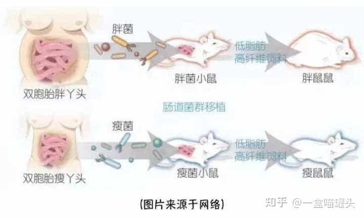 如何在2个月内安全健康的瘦10kg? 第12张 如何在2个月内安全健康的瘦10kg? 第12张