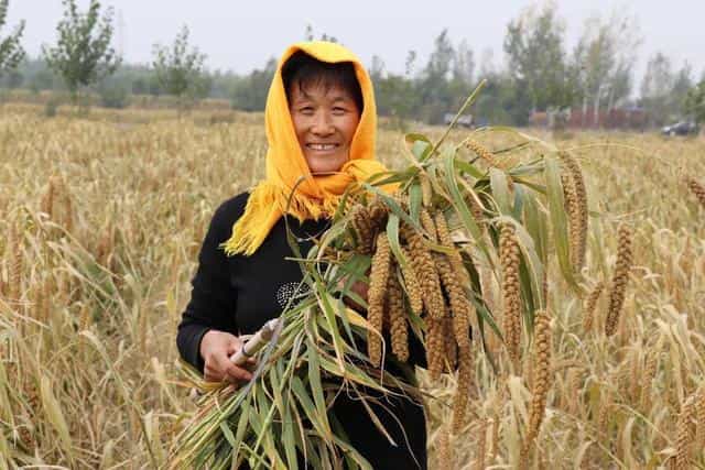 庆云县严务乡黄邱小米铺就金灿灿的致富路 第1张 庆云县严务乡黄邱小米铺就金灿灿的致富路 第1张