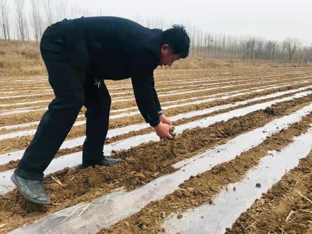 庆云县严务乡黄邱小米铺就金灿灿的致富路 第5张 庆云县严务乡黄邱小米铺就金灿灿的致富路 第5张
