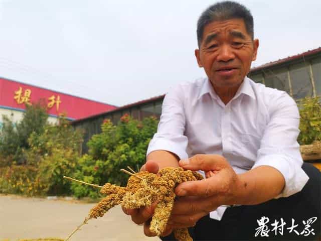 从前农民自家种,如今全镇齐发展!万亩金谷这里生“金” 第2张 从前农民自家种,如今全镇齐发展!万亩金谷这里生“金” 第2张