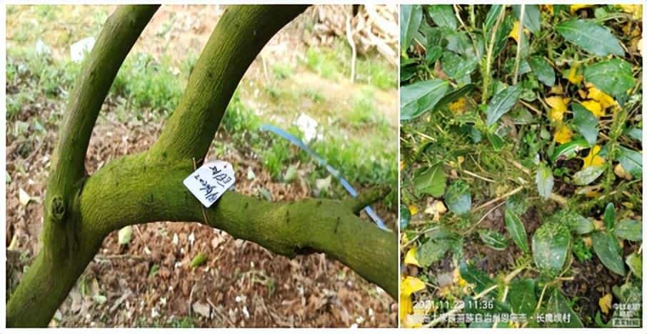 新型生物农药小檗碱,填补我国柑橘青苔防治市场的空白 第1张 新型生物农药小檗碱,填补我国柑橘青苔防治市场的空白 第1张